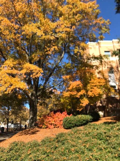 ceppbcoe's tweet photo. Campus fall colors https://t.co/LGn6aNqJup