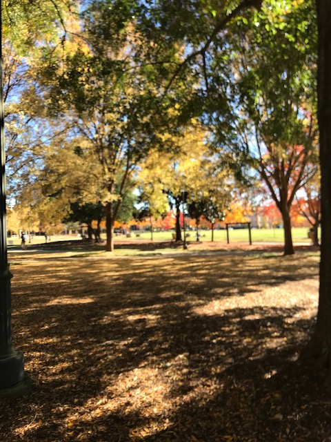ceppbcoe's tweet photo. Campus fall colors https://t.co/LGn6aNqJup