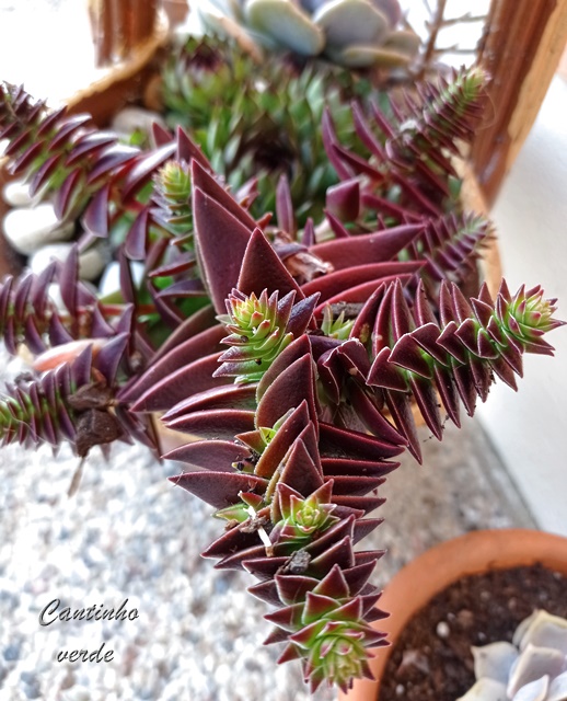 Marlie70's tweet photo. Guia de cultivo da Crassula Capitella Thyrsiflora. Cuidados, multiplicação, manutenção e descrição. #Crassulacapitella #suculents #suculentas #cantinhoverde #plantas
https://t.co/vcaR0JSIzO https://t.co/s1klD9h4IT