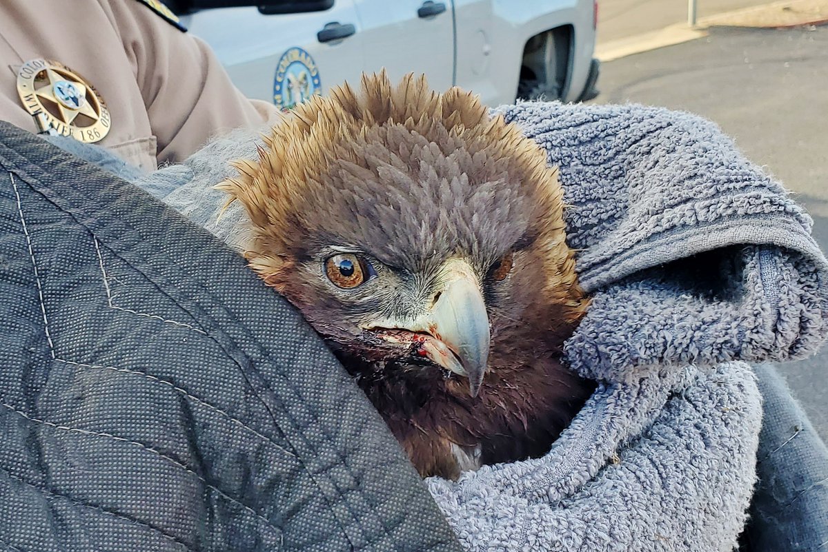 CPW_SE's tweet photo. Today's @COParksWildlife #wildlife #rescue is a golden eagle hit by a car in #ColoradoSprings. CPW Officer Sarah Watson rescued it after a call from the public. Raptors often collide with cars as they chase prey. It was dazed and bleeding and may have a head injury. (1 of 2) https://t.co/NfQazCNpBT