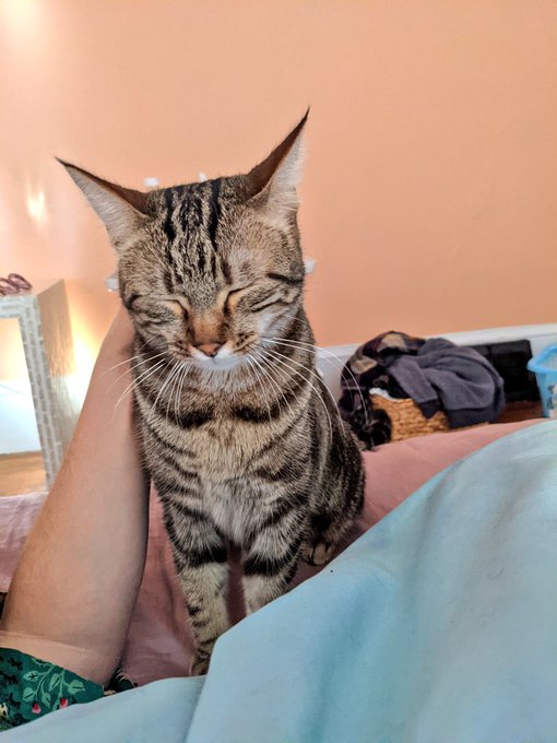 I have a grouchy old lady kitten again. Meet Bernadette. https://t.co/qPD6DuG0Uw<a href="/tag/iwd"class="tags"><span>#iwd</span></a>