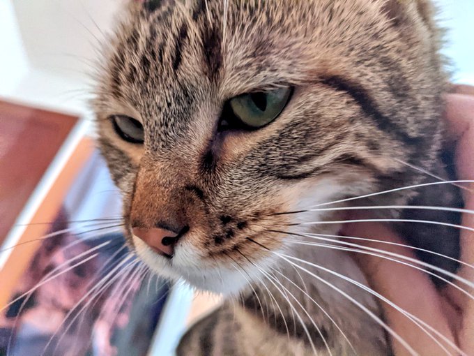 I have a grouchy old lady kitten again. Meet Bernadette. https://t.co/qPD6DuG0Uw<a href="/tag/iwd"class="tags"><span>#iwd</span></a>