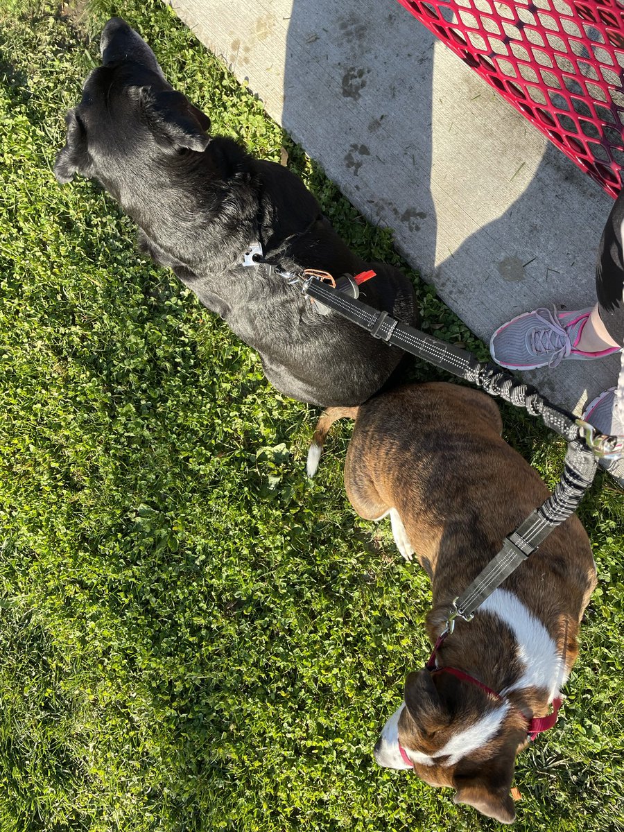 We got to walk to the park with Hughey. Clive sat on my tail. -CEJ