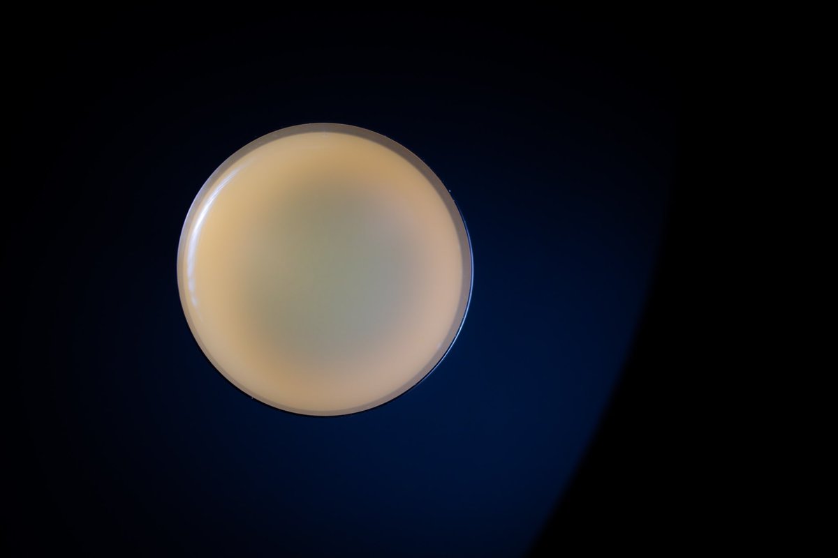 Granny Smith Apple and Sage