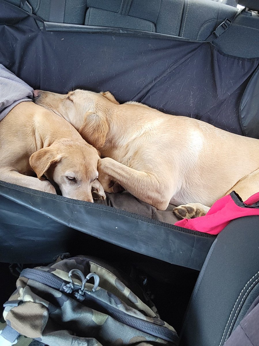 Only out four-legged foresters get to catch a quick nap after a morning in the woods.

#corvallisoregon #forestdogs #fourleggedforesters #forestry #sustainability