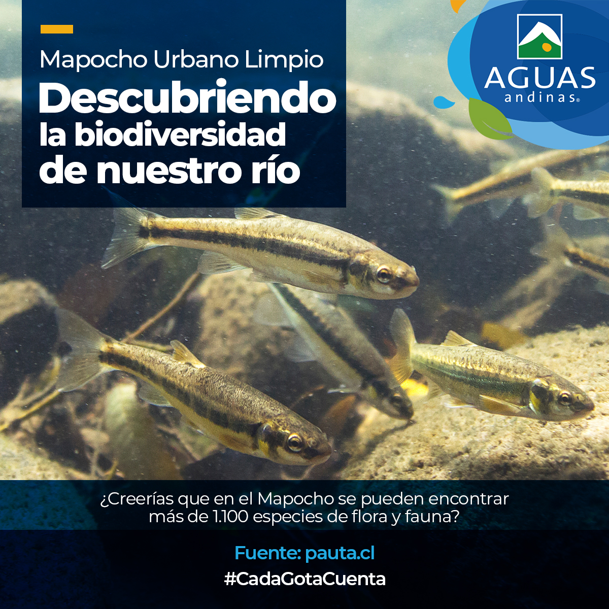 aguas_andinas's tweet photo. A pesar de lo que algunos creen por su color café, el Río Mapocho está limpio y descontaminado gracias al proyecto Mapocho Urbano Limpio hace 10 años. El río alberga una interesante diversidad de flora y fauna, una riqueza antes inimaginable para los santiaguinos 🐟👏. https://t.co/Z17peUZy9Q