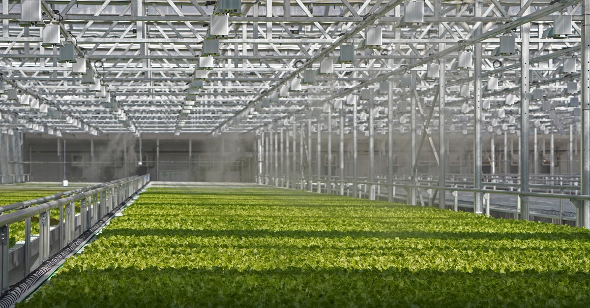 💚 Local greens, local impact! We love seeing our mission come to life. Take a look at what's growing in our greenhouse in Goochland County. We're excited to begin sharing the freshest, safest, most delicious greens on the planet.