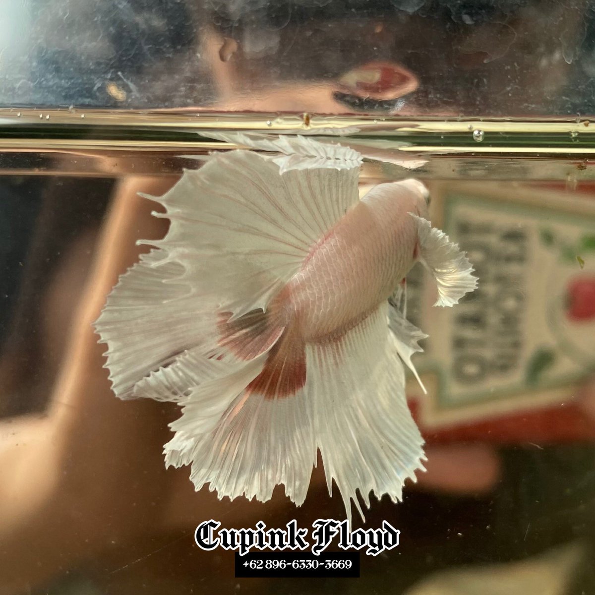 Halfmoon DT Dumbo Platinum Lavender😍

Indonesia🇮🇩

Interested?dm📬

#bettafish #bettafishindoensia #bettafishworld #beautiful #ikanhias #ikancupang #cupang #available #sale #worldwideshipping