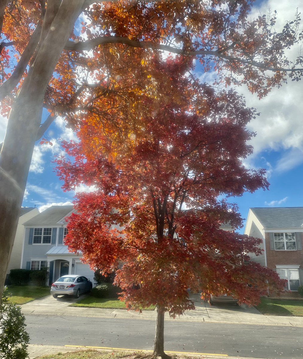A capture from my living room!! My Fav season🍃🍁🍂❤️