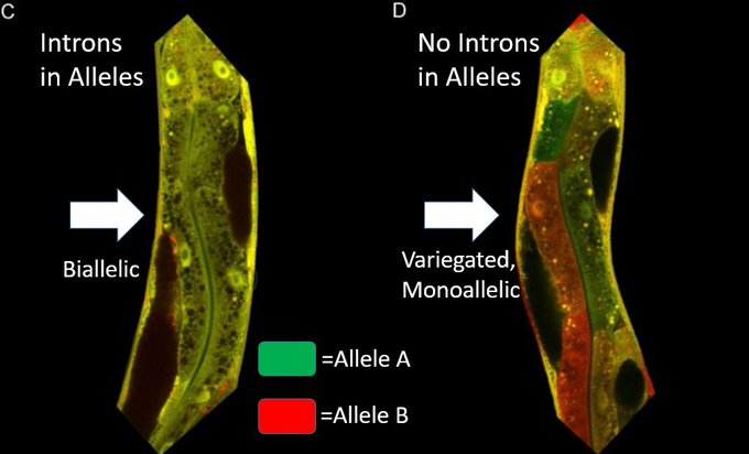 mendenhall_lab's tweet photo. @NatureComms @theNCI @uwlabmedpath 
We urge our colleagues to please look at the evidence for a new role for introns in controlling allele bias/monoallelic expression and think how it might affect their own research or interpretations of existing data. 
https://t.co/WHpEpZlcON https://t.co/xrW8a0GzBj