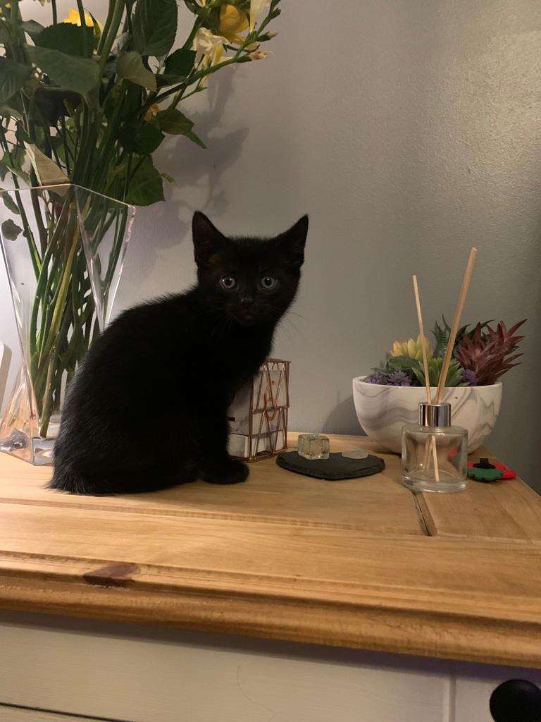 AmandaWFR82's tweet photo. We would like to introduce our new baby, world meet...

Adriel Obsidian Anubis Nimbus 🐈‍⬛💜🐈‍⬛

We were stuck between Adriel or Azrael...Will see how mischievous he becomes but he's just too cute at the moment!

#CatsOfTwitter #kittensoftwitter #NewKitten #blackcats #CatLady https://t.co/wRJ9Vlm5D6