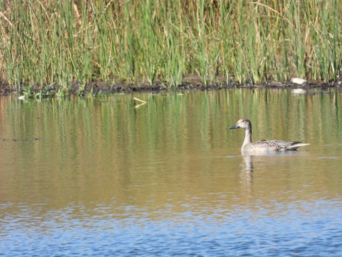 CraneTrustNVC's tweet photo. The habitats at these sites provide shelter and nutritious food, allowing migratory bird species the opportunity to rest and fuel up for the remainder of migration. (Northern Pintail)
#cranetrust #saundersfellow https://t.co/OdAdf14QzL