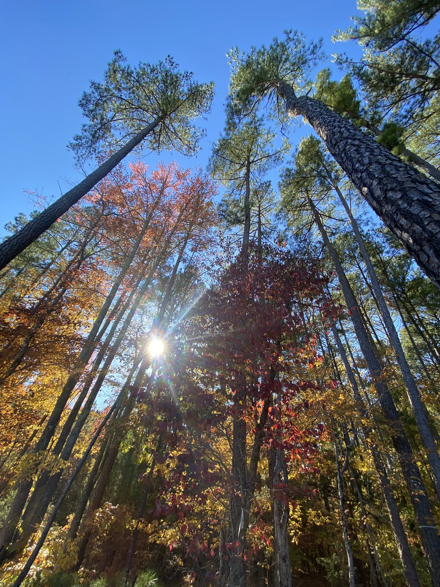 luckyguppyMD's tweet photo. My backyard view in the fall 😍 another reason to train at @Duke_Anesthesia #LoveWhereYouWork https://t.co/OjiCENG74Y