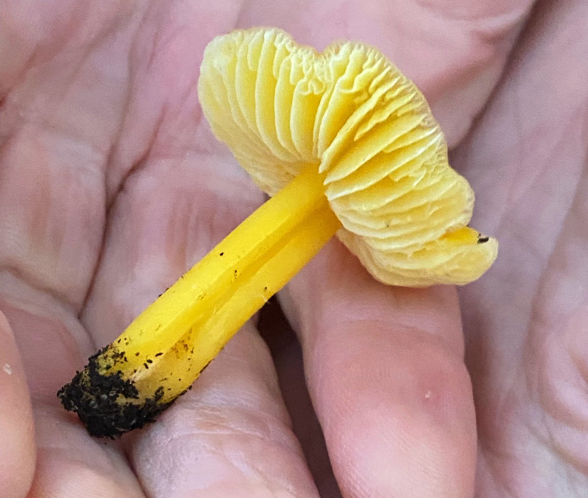 Can anyone tell us what fungi these two are please ? Both appeared out on Wingletang in the last day #funghi