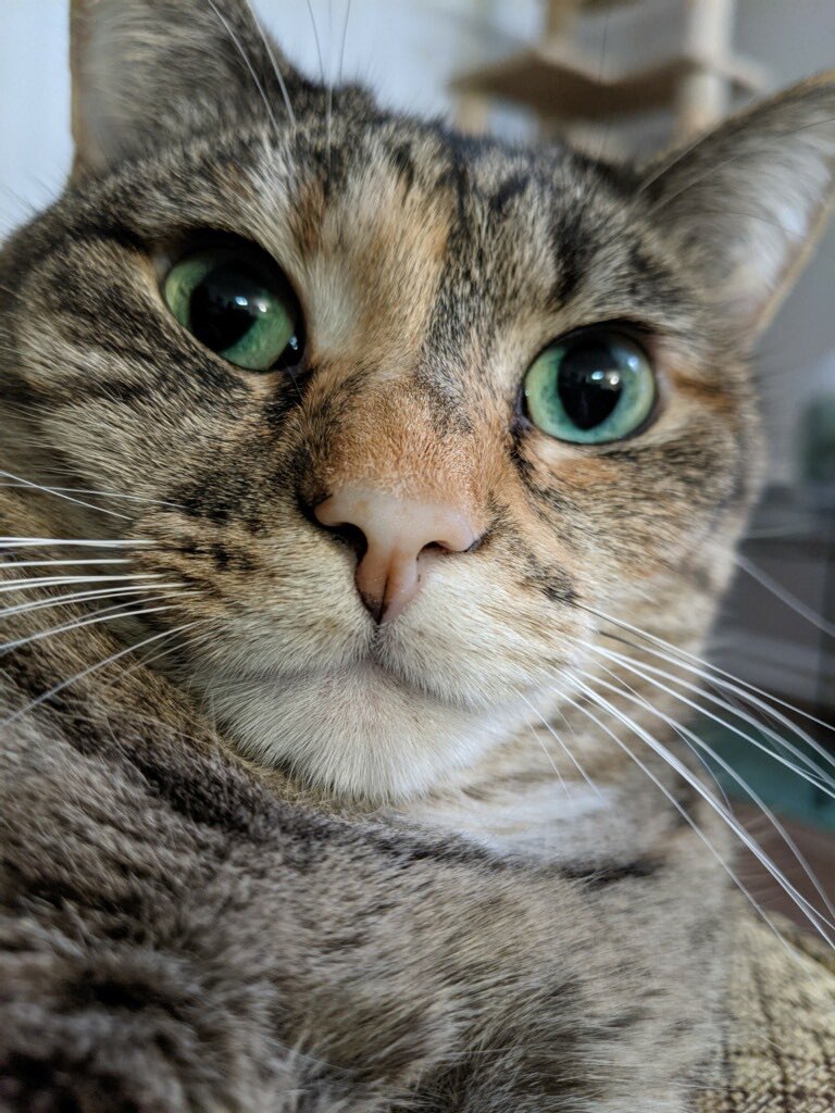 tortieluna's tweet photo. same energy miau https://t.co/D3pDKSuYpo