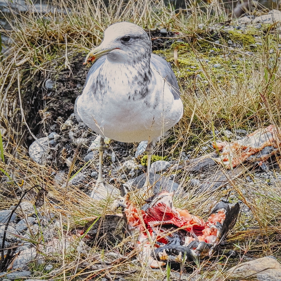 HomalcoTours's tweet photo. We've said it before and we'll say it again: Salmon are the lifeblood of the Coast. π
π·: @Karensk
#homalcotours #discoverhomalco https://t.co/s6KLY8iqXO