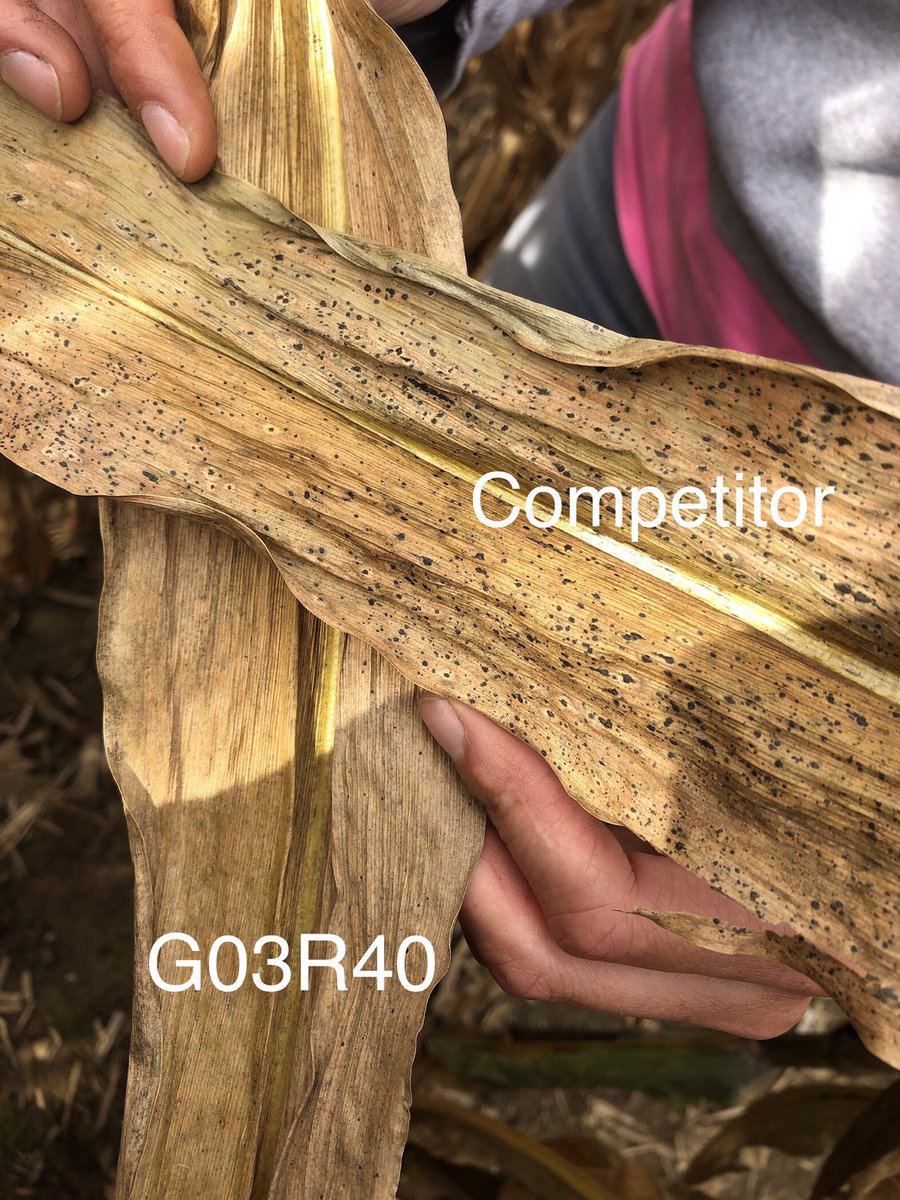 corntech's tweet image. Tar Spot has gotten a lot of discussion across the farming community this season, and will continue into next year.  Check out my latest video discussing late season Tar Spot and plans for how to manage it for next year:  youtu.be/6pnFRNORjU8  @GldnHarvest #AgronomyInAction