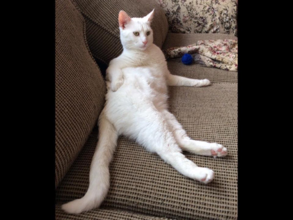 CarmelButtery's tweet photo. @SassyMetisChick Jake &amp; Elwood #parlezvousmeow #minouminou https://t.co/Yf9xBXWCc3