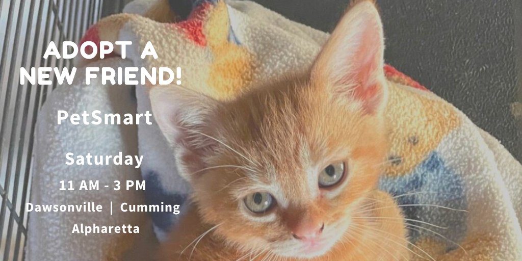 FeralCatProgramGA tweet media