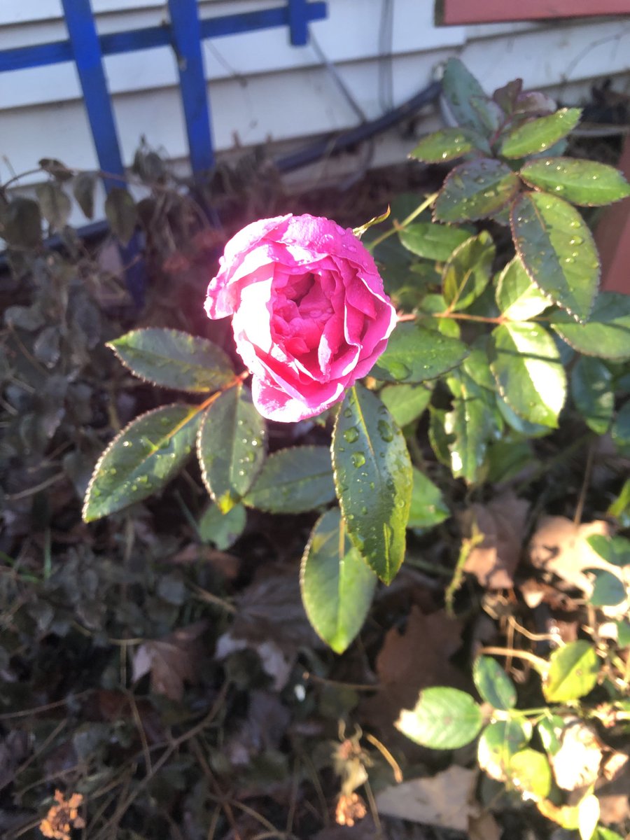 john_scurti's tweet photo. No one told this rose it’s November https://t.co/FmwYwY3IW5