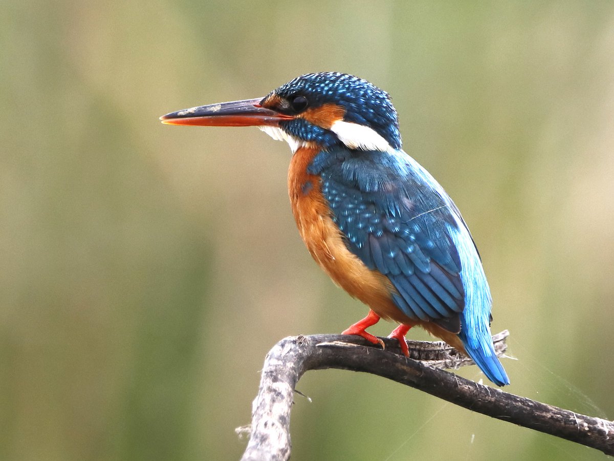 BurslemPort's tweet photo. Date for diary: Sun 21st Nov - Autumn Nature Walk on Burslem Branch Canal with Staffs Mammal Group. 

Meeting point: Burslem Port Footbridge, corner of Angels Way &amp; East View, ST6 3LY 13.00 - 14.30.

Bring walking boots/wellies/waterproofs/gloves. 

Tracks may be slippery /uneven https://t.co/bgZZJQT7en
