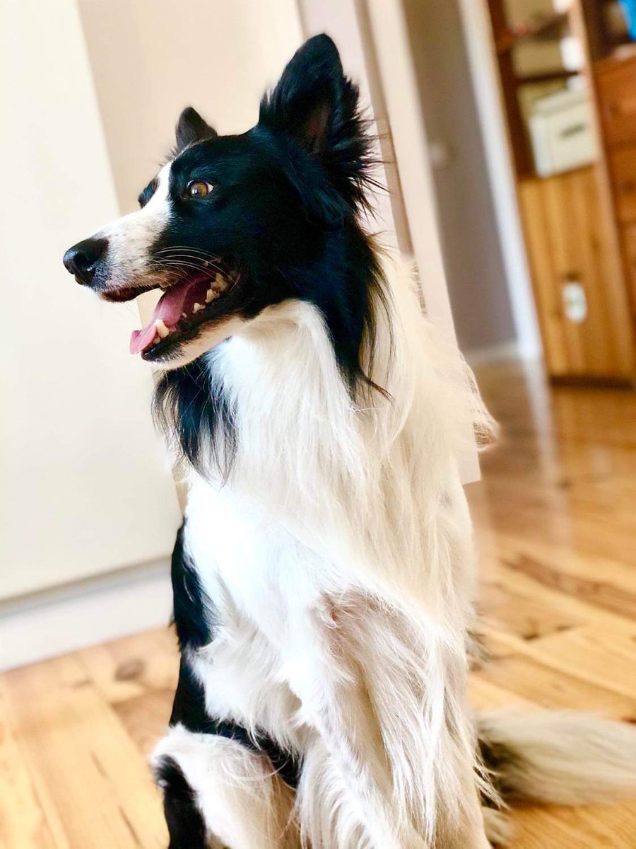 AndrePrista's tweet photo. Best friend #bordercollie #dog #BestFriend https://t.co/526bkho1uV