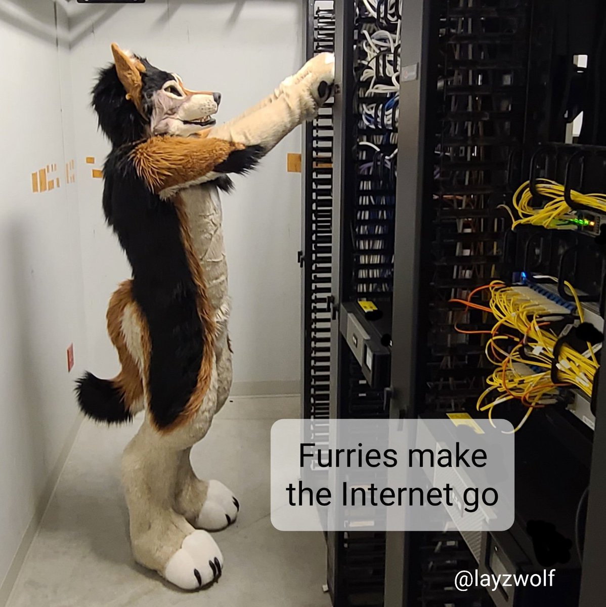 Lazywolf tweet media