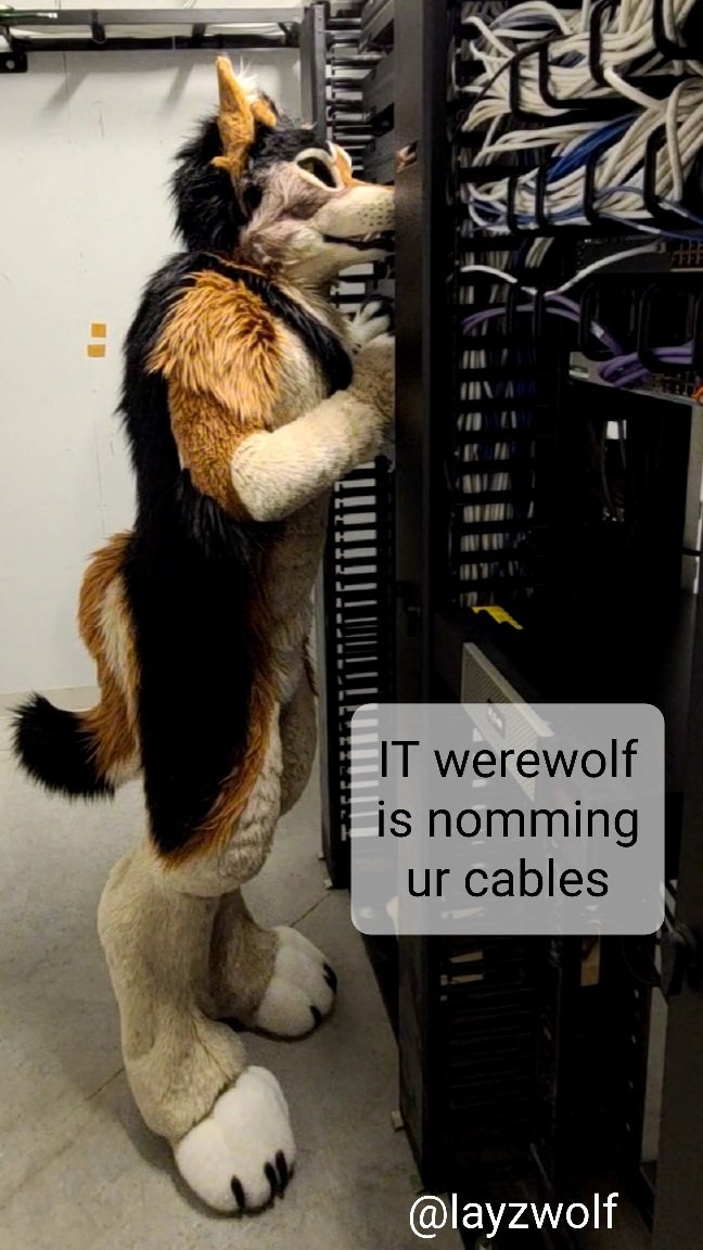 Lazywolf tweet media