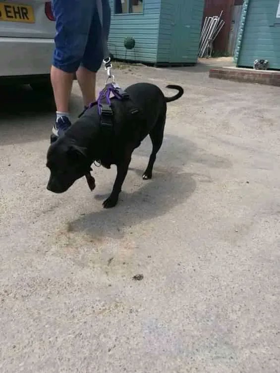 Lulu here, I'm 5 and I love people but need a pet free home.
Please RT my details to help me
findingfureverhomes.org.uk/dogs/lulu/