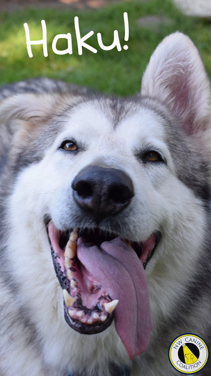 Great News – if you haven’t said Hi to Haku yet, you still can!
He's a smart, lovable Malamute looking for a forever home that will enjoy adventuring with him.
For more Haku, visit NWCanineCoalition.org, and click on the logo for WAMAL then watch his video on our YouTube/IG/FB!