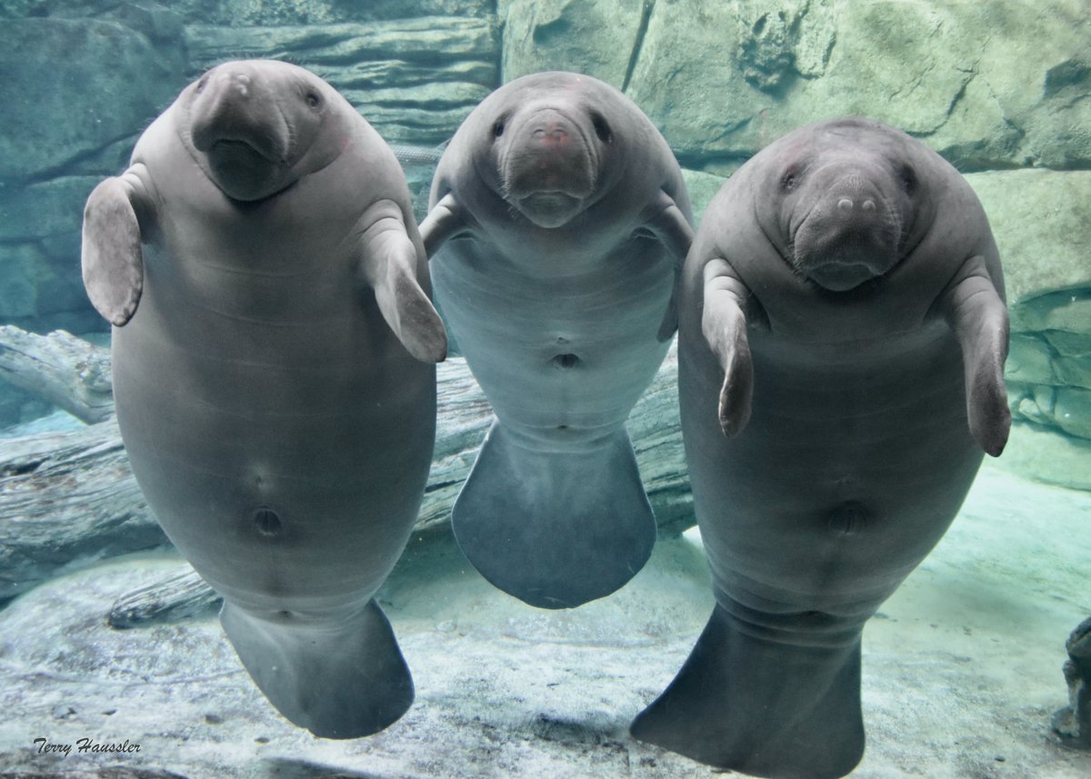 CincinnatiZoo's tweet photo. It's Manatee Appreciation Month! If you ADOPT our manatees, SwimShady, Alby, and Manhattan between now and Nov. 14 you will be entered to win a behind-the-scenes tour of Manatee Springs!  https://t.co/r5oYVIcwCT (This special ADOPT is sponsored by Chick-Fil-A Cincy) https://t.co/yVwv6kiE7G