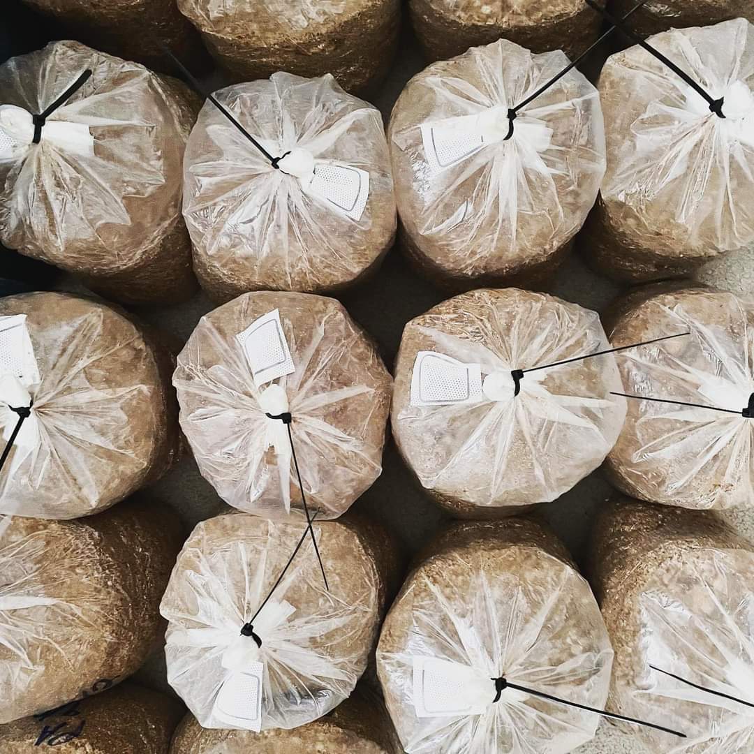 NLYoungFarmers's tweet photo. These bags are all inoculated and ready to go in the growing chamber!
.
Who’s ready to see where the magic happens?
.
#nlyff #youngfarmeroftheweek #cyff #shoplocal #buylocal #mushrooms #mushroomfarmer #bonavistamushroomfarm #brainfood #healthyeating #plantbased #nutrition #fungi https://t.co/MnHJW9tRUb