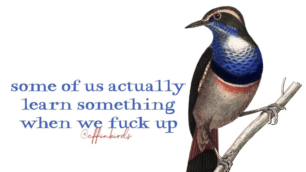 Effin' Birds (@effinbirds) on Twitter photo 