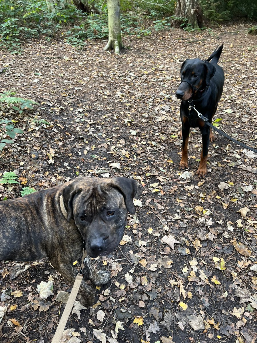 DogmannMartin's tweet photo. Bruce out with Dave. Good practise for nice calm walks with another young male 👍❤️ #rewardcalmbehaviours #aireworthrescue #looseleadwalking #dogmann #presacanario #findaforeverhome https://t.co/HdD0HkXBCN