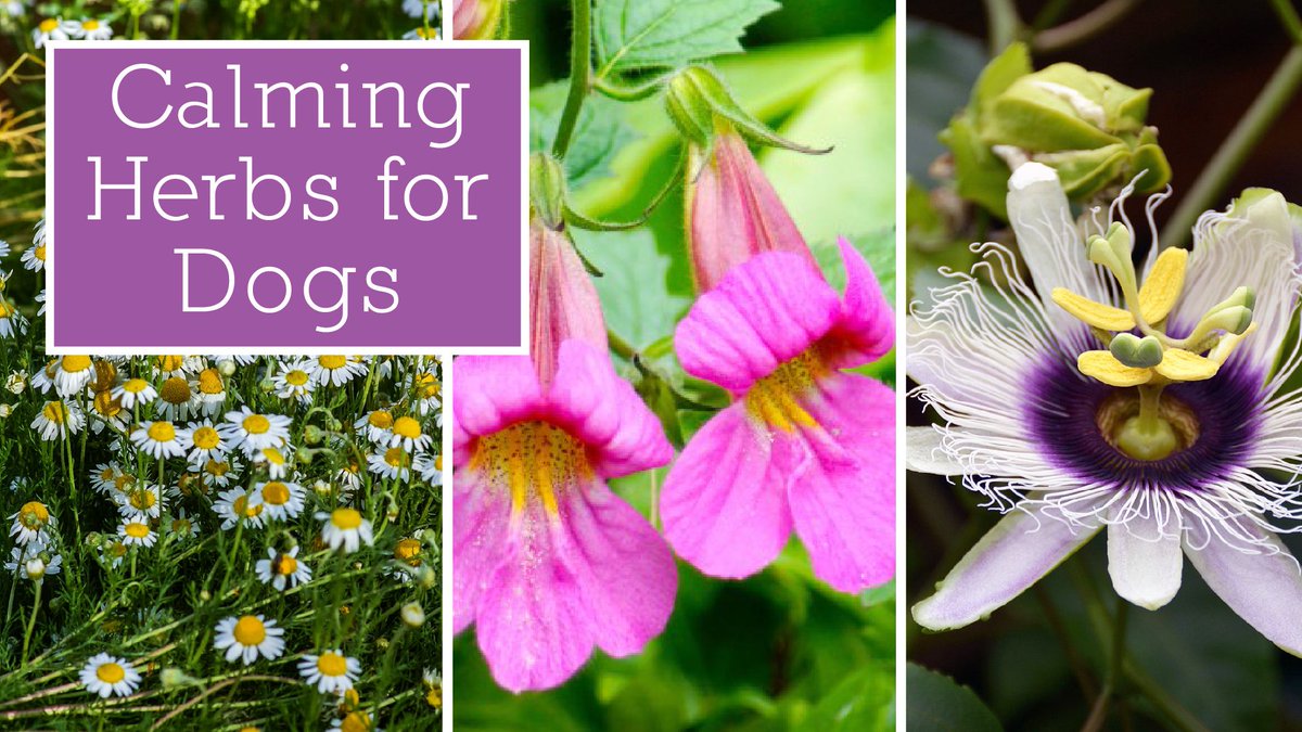 Herbs do have impressive potential on their own. But what’s better than one powerful herb is the capacity of herbs when they act together synergistically. Find out which herbs can help your anxious dog>> buff.ly/3zyU86t #nervousdog #scareddog