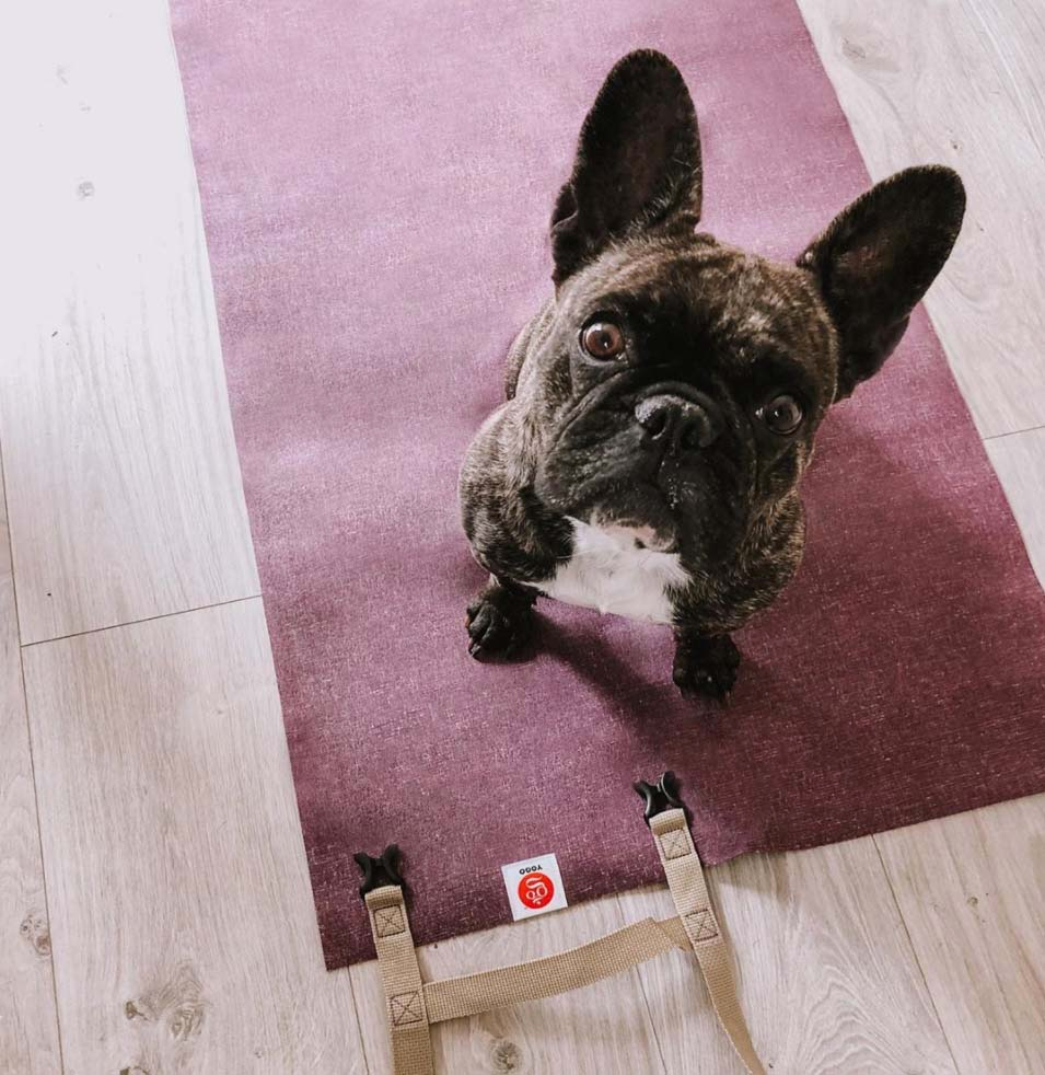 TGIF! Time for wags and pets and flows.

PS: Yogo mats really grip your paws!