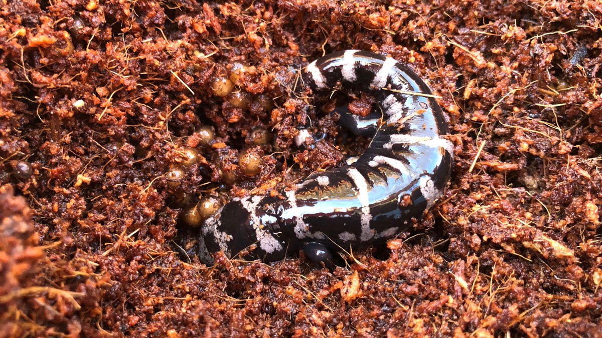 Check out these mesocosms of Rebecca Hale's team at UNC Asheville! 

By manipulating mating opportunities, we are asking how the number of mates influences onset and duration of maternal care in marbled #salamanders.
#parentalcare #animalbehavior