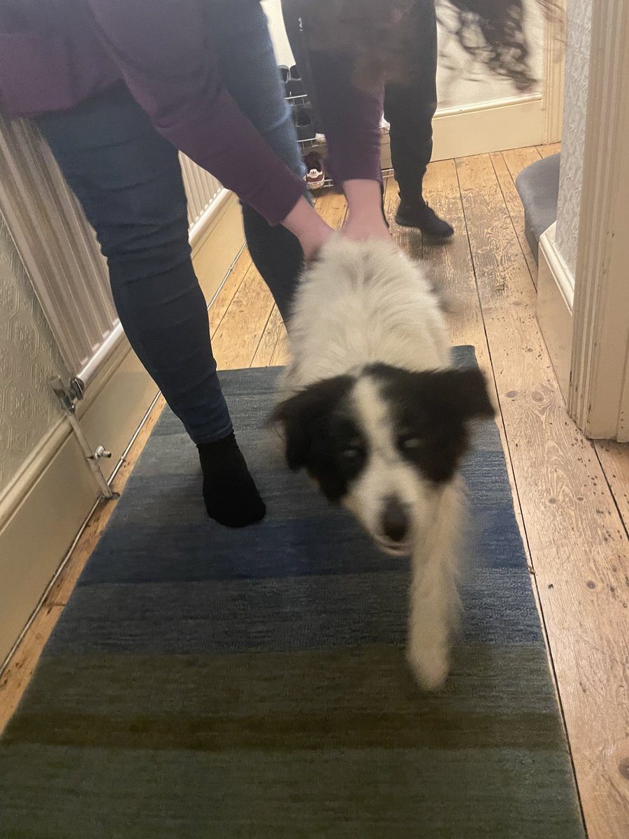 ruskin147's tweet photo. Cabbage and four of the other dogs found not far from the abandoned van in Park Royal.  Buffy the cockapoo still missing https://t.co/N4Ll473R2O