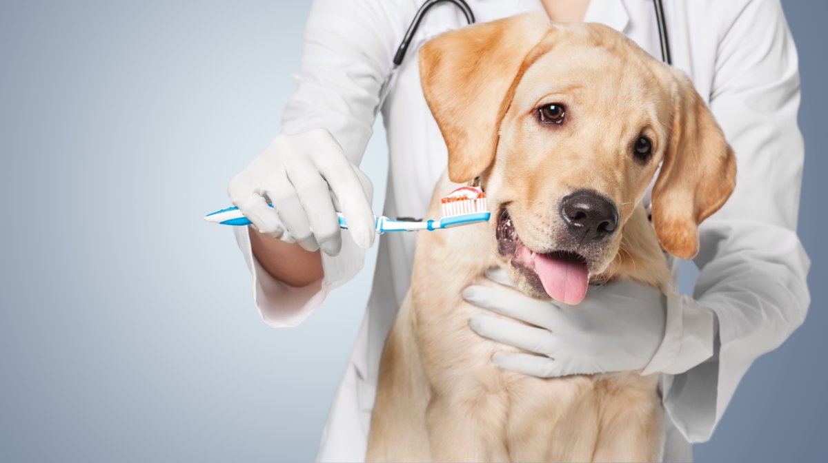 PetsFriendAC's tweet image. Have you brought your pet in for a dental exam recently? We encourage regular cleanings to ensure the health of your pet’s teeth, mouth, and gums, and to address any causes for complications down the line. Call us today to schedule an appointment: (408) 739-2688.