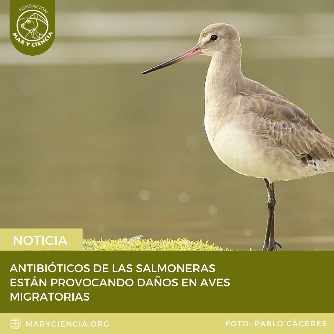 Estudio de Bird Ecology Lab del Instituto de Ciencias Marinas y Limnológicas de la U Austral, arrojó preocupantes resultados en Chiloé: residuos de salmoneras impactan en los Zarapito de pico recto (Limosa haemastica), aves que viajan desde Chiloé a Alaska, un total de 10 mil kms