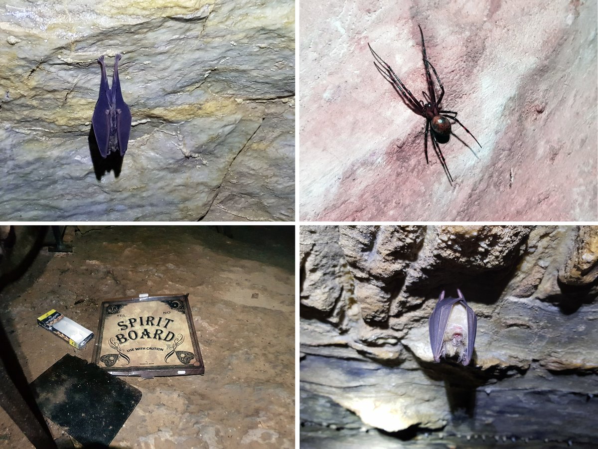 With special permission, we completed a 3D survey of Kitley Caves in Yealmpton near Plymouth today. Fascinating test of the tech and some strange and scary finds! Had to abandon the work to avoid disturbing the hibernating Horseshoe Bats. Looking forward to seeing the results!