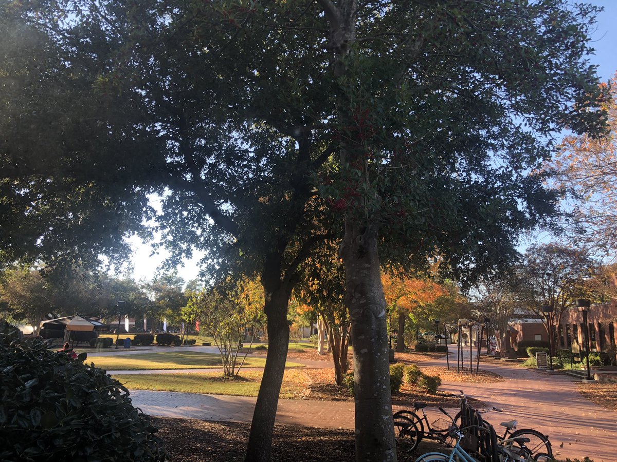JoannaHersey's tweet photo. Beautiful light on campus here on Friday afternoon, as I gather my strength at the end of Week 13 and reflect on the power of learning #FallSemester2021 https://t.co/ApdOfy6Kxy