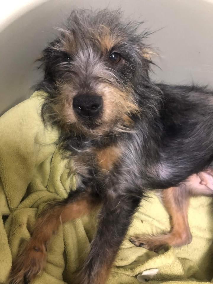 PfotenV's tweet photo. ❤️❤️HAZEL❤️❤️ 1 Jahr alt.
Die kleine HAUEL❤️wurde aus der Tötung geholt
Ein sehr freundliches, liebes Hundekind, neugierig wie alle in dem Alter. Sie erinnert an einen größeren Yorkimix, Höhe ca. 35 cm, ein Leichtgewicht...
Sozial mit Artgenossen. https://t.co/vl3LmdYNVZ