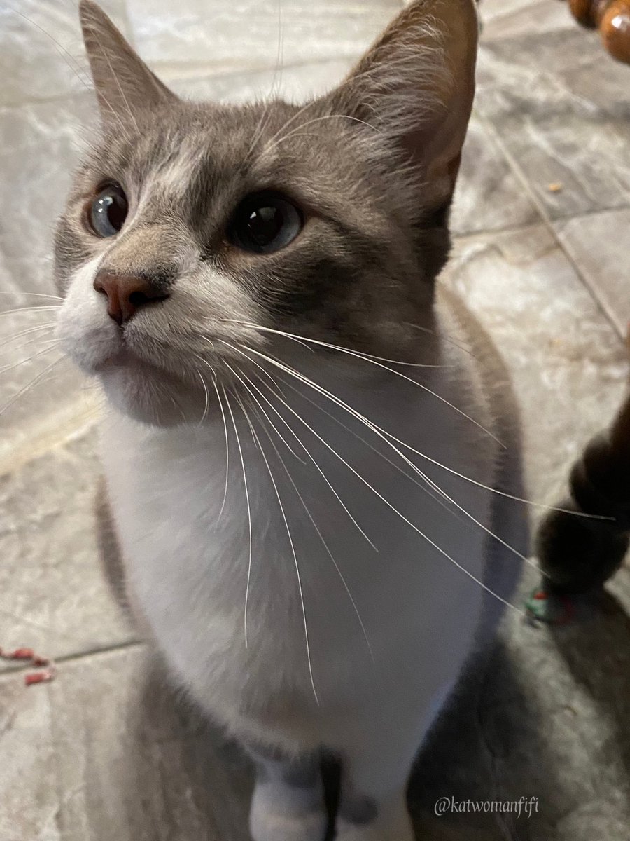 BB’s long whiskers.
#cats #CatsOfTwitter #RagdollCats #SiameseCats