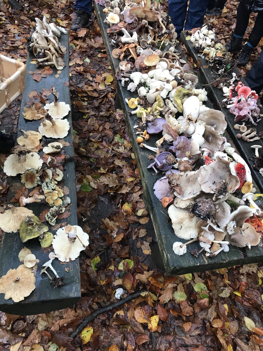⁦What a buffet from Mother Nature! Although not all made it into the pot ☠️🍄 
Thanks Bill and Freda
<a href="/Mushroomstuff/">Mushroomstuff</a>⁩, fantastic day in the woods🌳🌲🍂