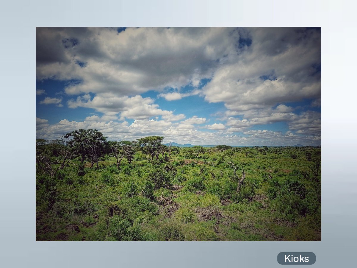 ChefKioks's tweet photo. Giraffes π¦ chat π¬ and their infinity habitat β‘ @TECNOMobile254 π #CAMission #EveryMomentCounts https://t.co/g9ElisCM5J