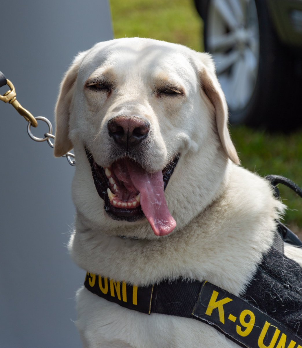 CSVcentralFL's tweet image. ⭐️Feel Good Friday⭐️

Comment below and tell us something that made your week better! ☺️ #FeelGoodFriday