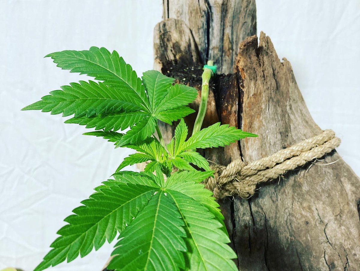 cuz68034570's tweet photo. This will be an Epic #cannabonsai grown with #dutchpro nutrients under the new #xp3000 Check out lots more budzai on Instagram @budzaiguy https://t.co/b0ibk2VjQL