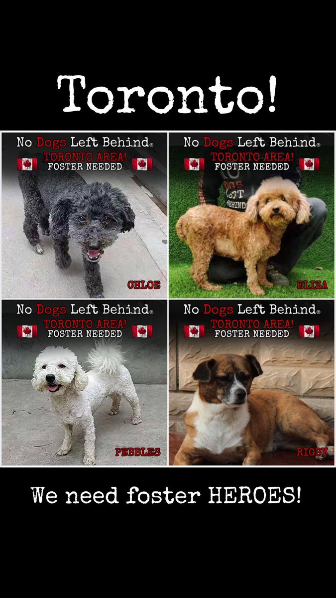 HERO FOSTERS needed in TORONTO AREA NOW! Chloe, Eliza, Pebbles and Rigby are adopted but they need YOU! These precious dog meat survivors are looking for HERO FOSTERS to welcome them into their hearts and homes for six months! 

#nodogsleftbehind #fosterapet #fosteradog #dogs