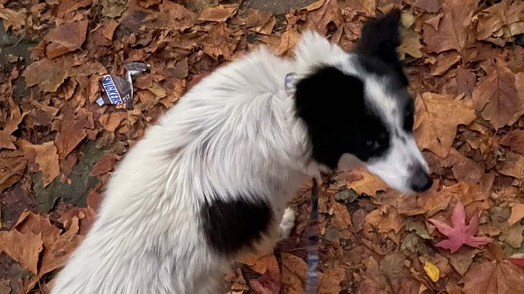 Reine1Reine's tweet photo. https://t.co/pAKJCVrJWE
Rory Cellan-Jones: BBC presenter appeals for help after his dog walker's van stolen with his pet inside https://t.co/cFsX3Bb68k